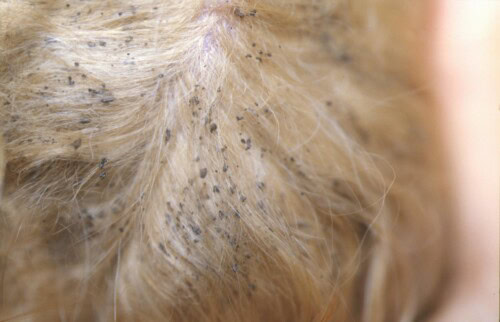 Actualités et Informations en Dermatologie Vétérinaire