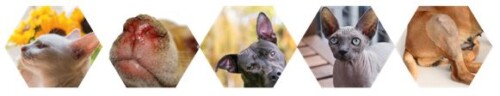 Soleil et animaux de compagnie : comprendre les risques pour les prévenir Soleil et animaux de compagnie : comprendre les risques pour les prévenir
