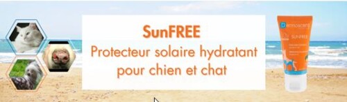 Soleil et animaux de compagnie : comprendre les risques pour les prévenir Soleil et animaux de compagnie : comprendre les risques pour les prévenir