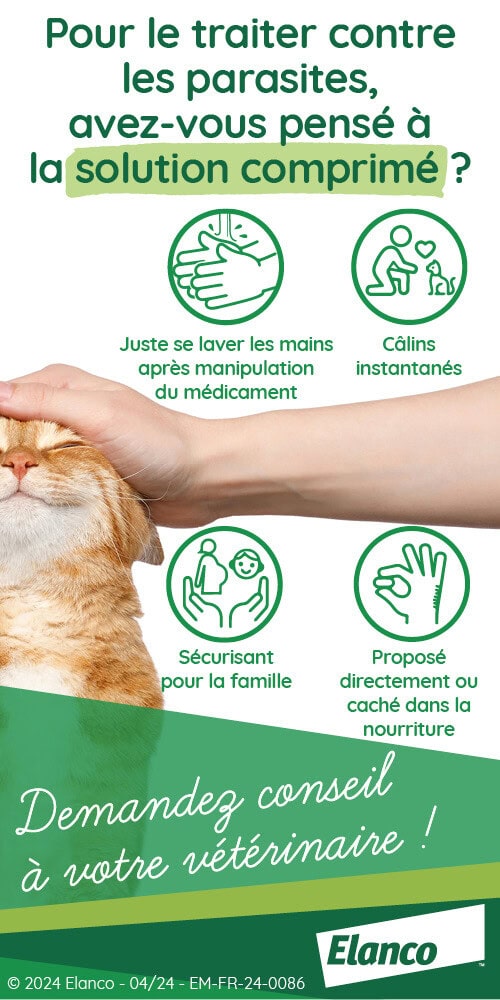 Mon chien à des pellicules, comprendre et soigner son animal DermaVet