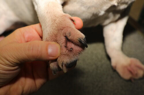 Tiques chez le chien : maladies transmises, retrait et prévention Tiques chez le chien : maladies transmises, retrait et prévention
