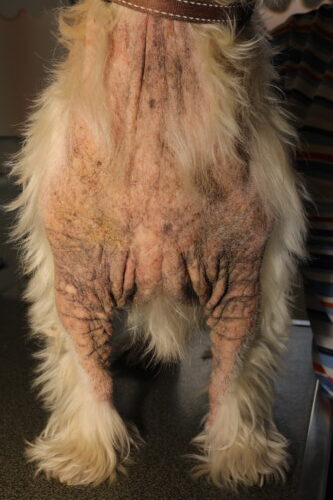 Mon chien se gratte : et si c'était une allergie ? Mon chien se gratte : et si c'était une allergie ?