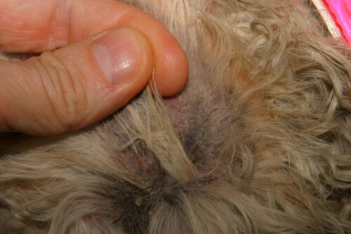 Bien nettoyer les oreilles de son chien Bien nettoyer les oreilles de son chien