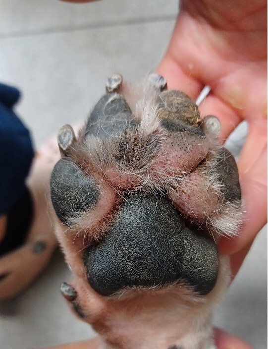 Gestion nutritionnelle d'une dermatite atopique canine