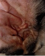 Gestion nutritionnelle d'une dermatite atopique canine