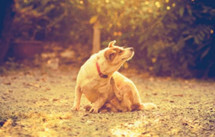 Actualités et Informations en Dermatologie Vétérinaire Actualités et Informations en Dermatologie Vétérinaire