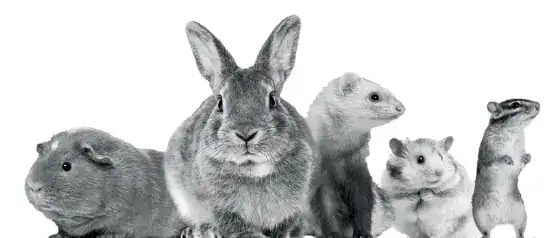Actualités et Informations en Dermatologie Vétérinaire Petits mammifères de compagnie : lapin, furet et hamster